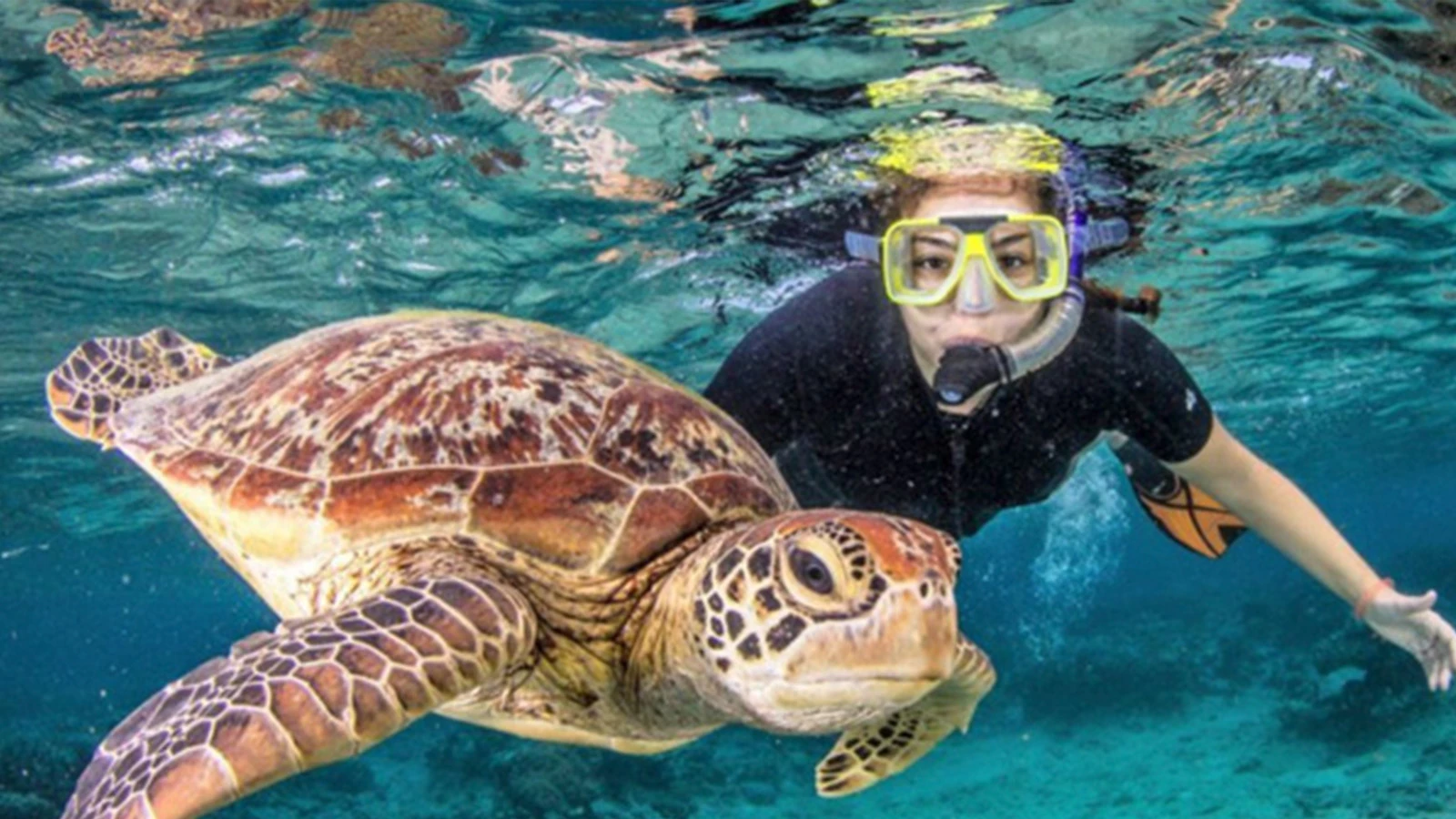 Snorkeling Turtle